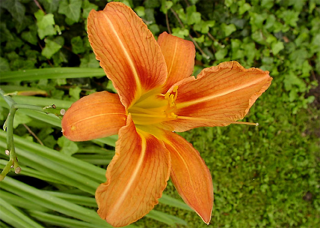 Kytka - oranžová !!